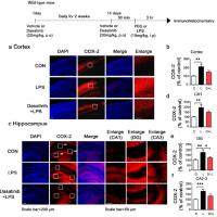 Changes of Pro-Inflammatory Cytokine in Normal Animal Model as a Result of Administering Dasatinib