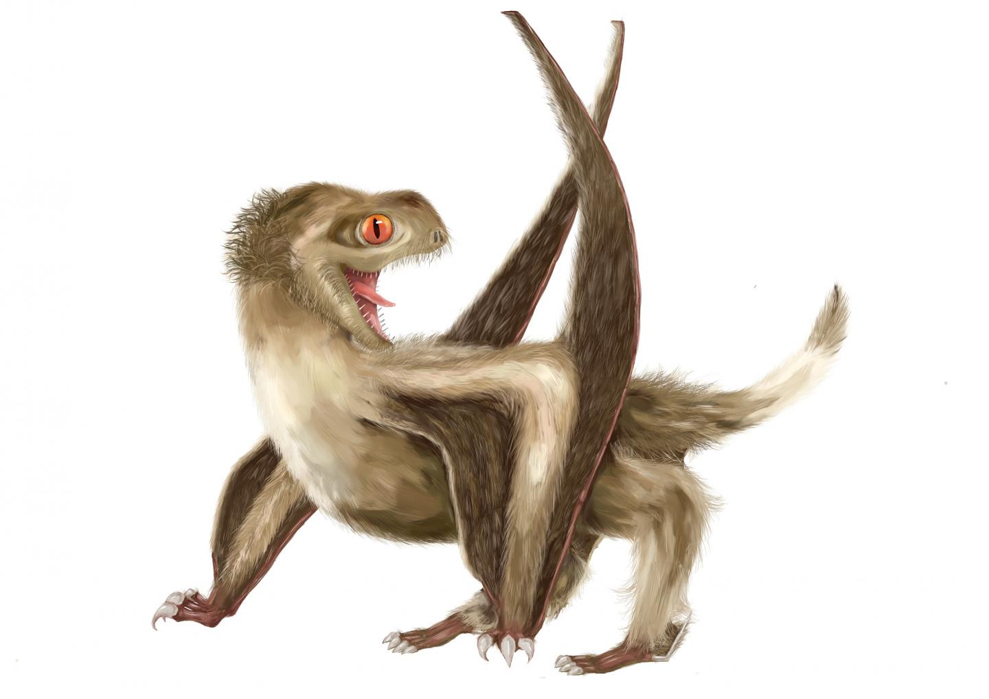 Reconstruction of the Studied Daohugou Pterosaur