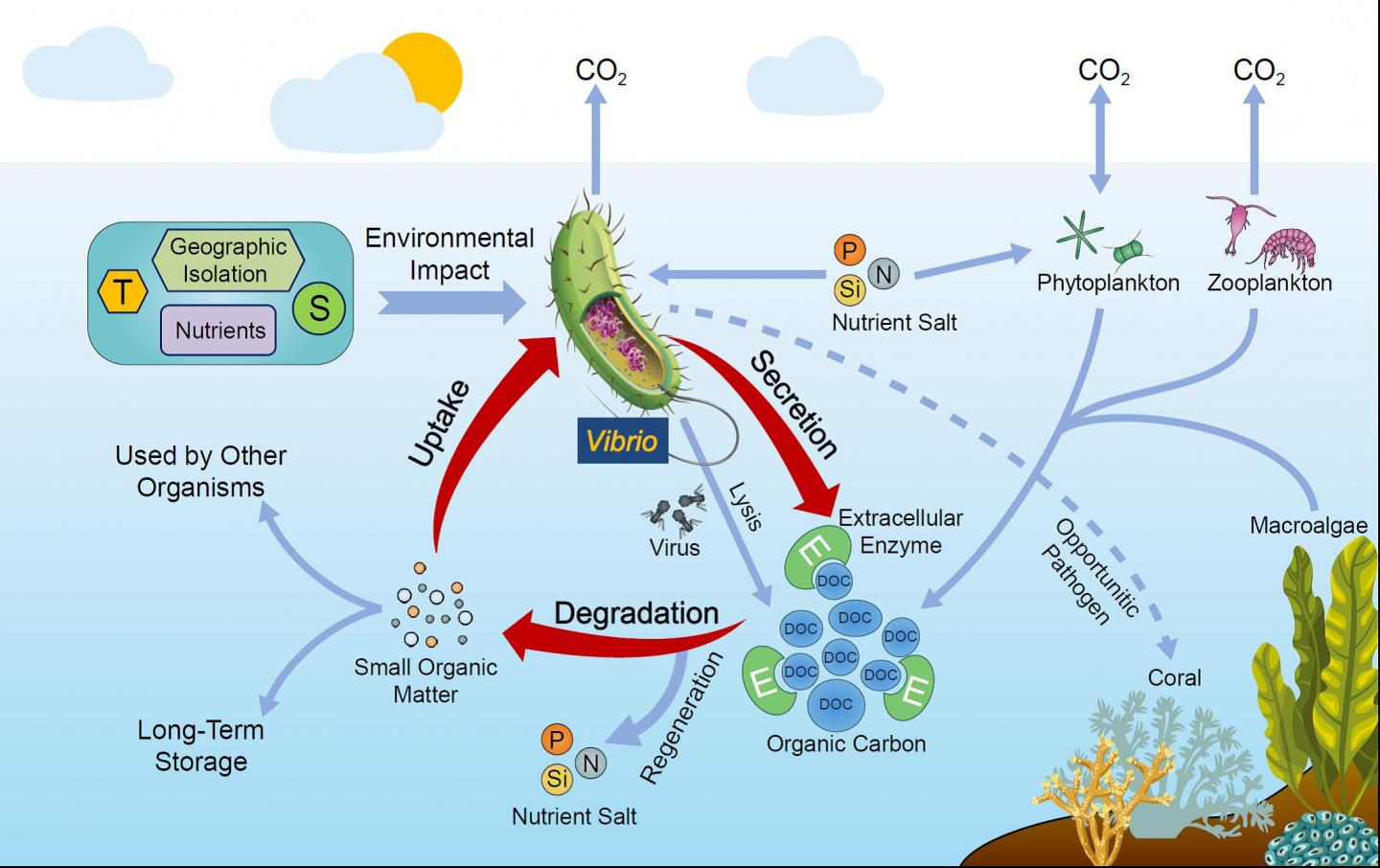 Potential Action Mode of Vibrio Species in Marine Organic Carbon Cycling