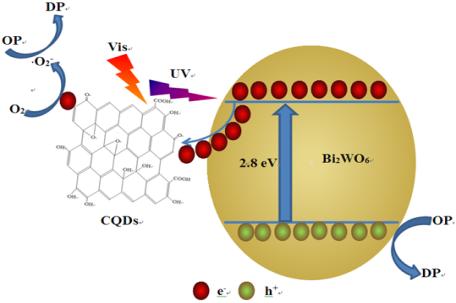 Photo-Induced Electron Transfer and Electron Reservoir Properties of CQDs, the CQDs/Bi2WO6