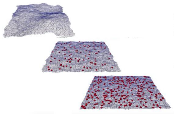 Cell Membrane Excess Area
