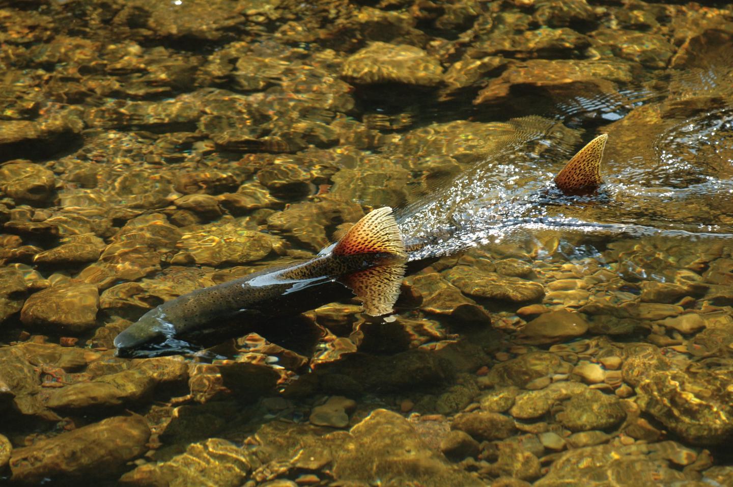 Chinook Salmon