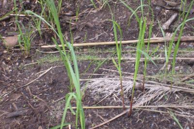 <i>Saccharum spontaneum</i> (1 of 2)