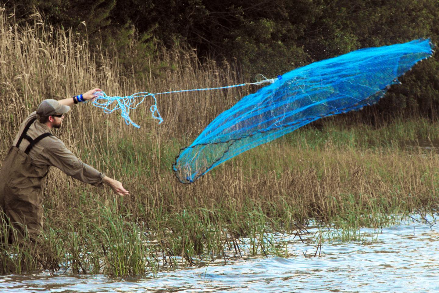Hybridization Ledas to Pollution Tolerance in Fish in Heavily Polluted Houston Ship Channel (1 of 3)