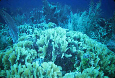 Coral Buttress