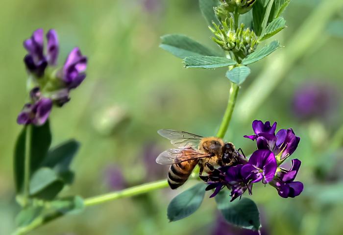 Honey bee visiting alfalfa flower