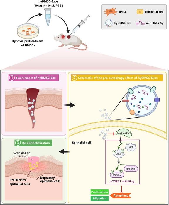 Schematic representation of the therapeutic effect of hyBMSC-Exos on diabetic wounds.