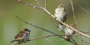 The common house sparrow helps reveal evolutionary processes