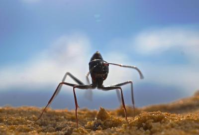 Desert Ant <i>Cataglyphis fortis</i>