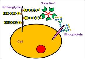 Galectin-3 and Proteoglycans