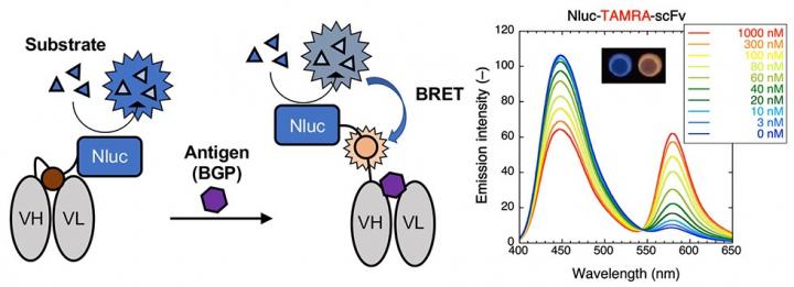 Figure 1.  Mechanism for luminescence and emission spectra for the TAMRA-labeled BRET Q-body