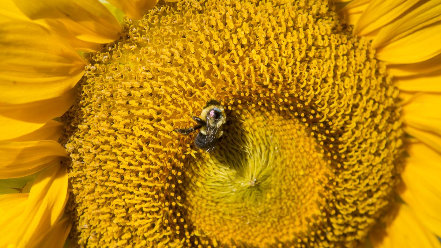 Bumble Bee Disease, Reproduction Shaped by Flowering Strip Plants