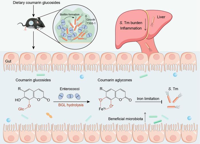 The intestinal domination of enterococci promotes the expansion and pathogenicity of S. Tm.