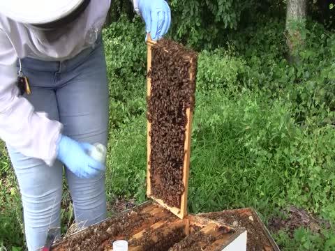 B-Roll Sampling Bees from a Hive