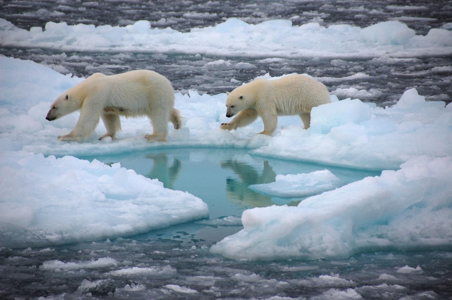 Polar Bears in the Arctic