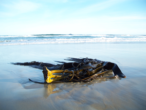 Kelp raft