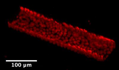3-D Rendering of New Model