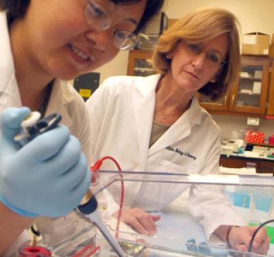 Receptor Activation Protects Retina from Diabetes Destruction (1 of 2)