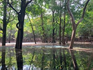 Amazon flooded rainforest. Photo by Irina Melnikova.