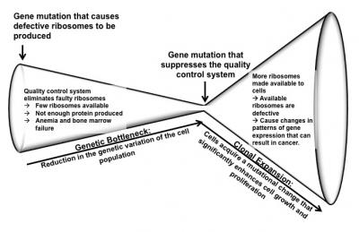 Dinman-ribosomopathy-model