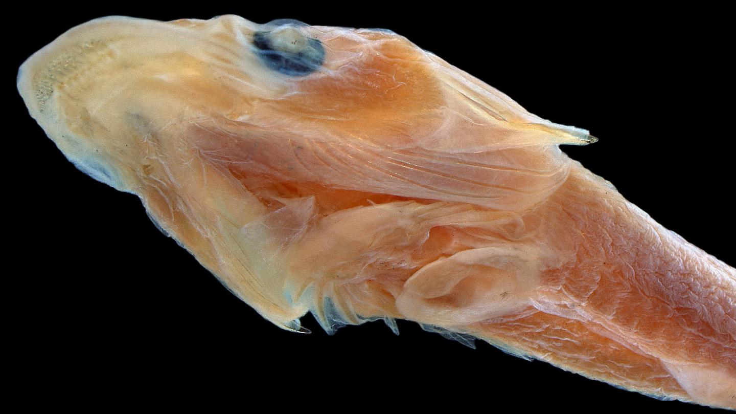 Duckbilled Clingfish