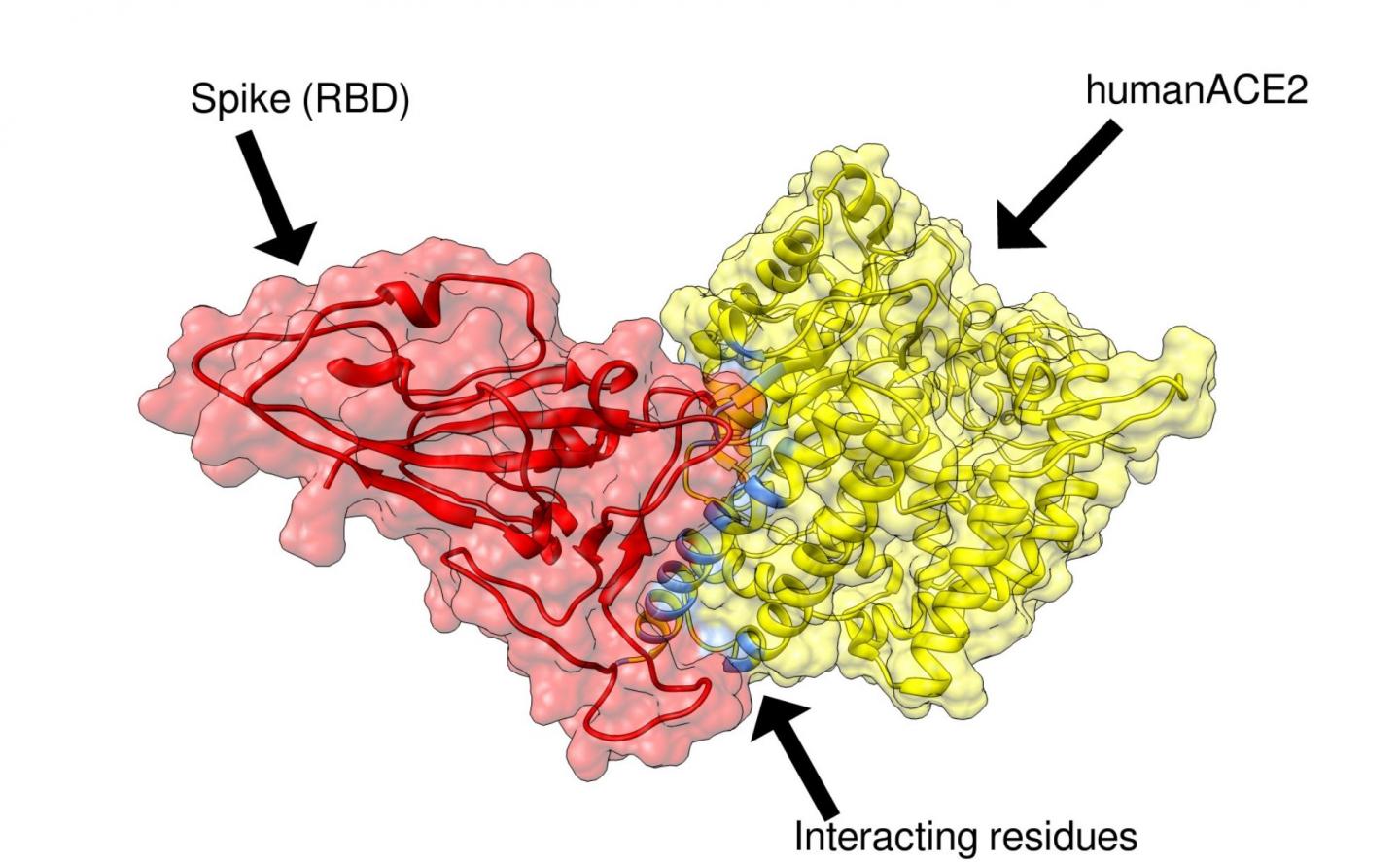 Computer simulated model of COVID-19 spike protein binding to the human ACE2 receptor