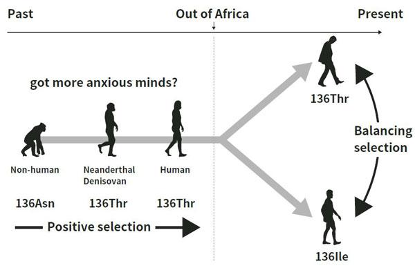 Evolution of Psychiatric Disorders and Human Personality Traits (2 of 2)