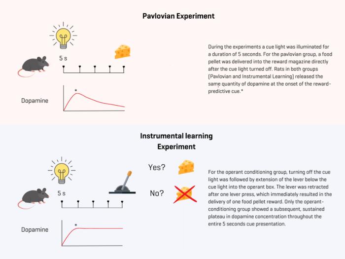 Dopamine Plays Double Duty in Learning and Motivation