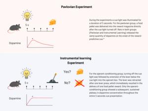 Pavlovian versus operant conditioning experiment