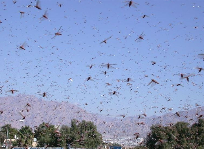 Group of Locusts. [IMAGE] EurekAlert! Science News Releases