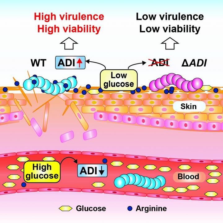 <b>Figure. <i>Streptococcus pyogenes</i> on the skin up-regulates the ADI pathway, leading to bacterial survival and disease. </b>