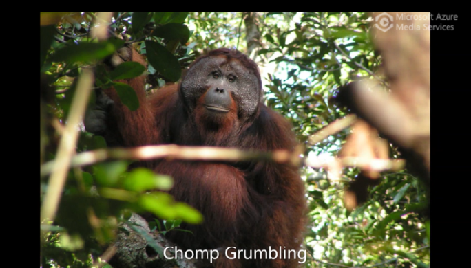 Orangutans making two sounds at the same time