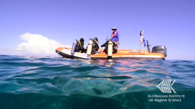 Great Barrier Beef Bleaching Event