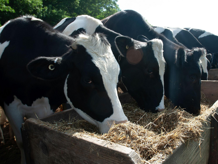 Dairy cows