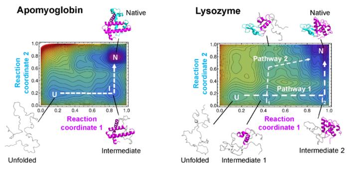 Protein folding landscapes