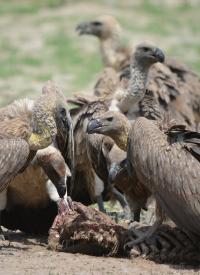 Vultures Eating