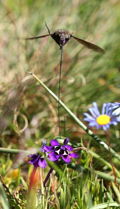 Muscular Head Pumps Give Long-Proboscid Fly the Edge