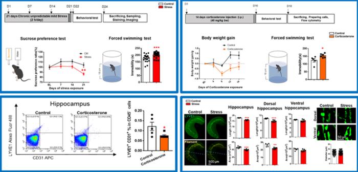 Fig. 4. Studying the regulation/dysregulation of deep brain lymphatic vessels during brain pathologies by using two animal models of depression.