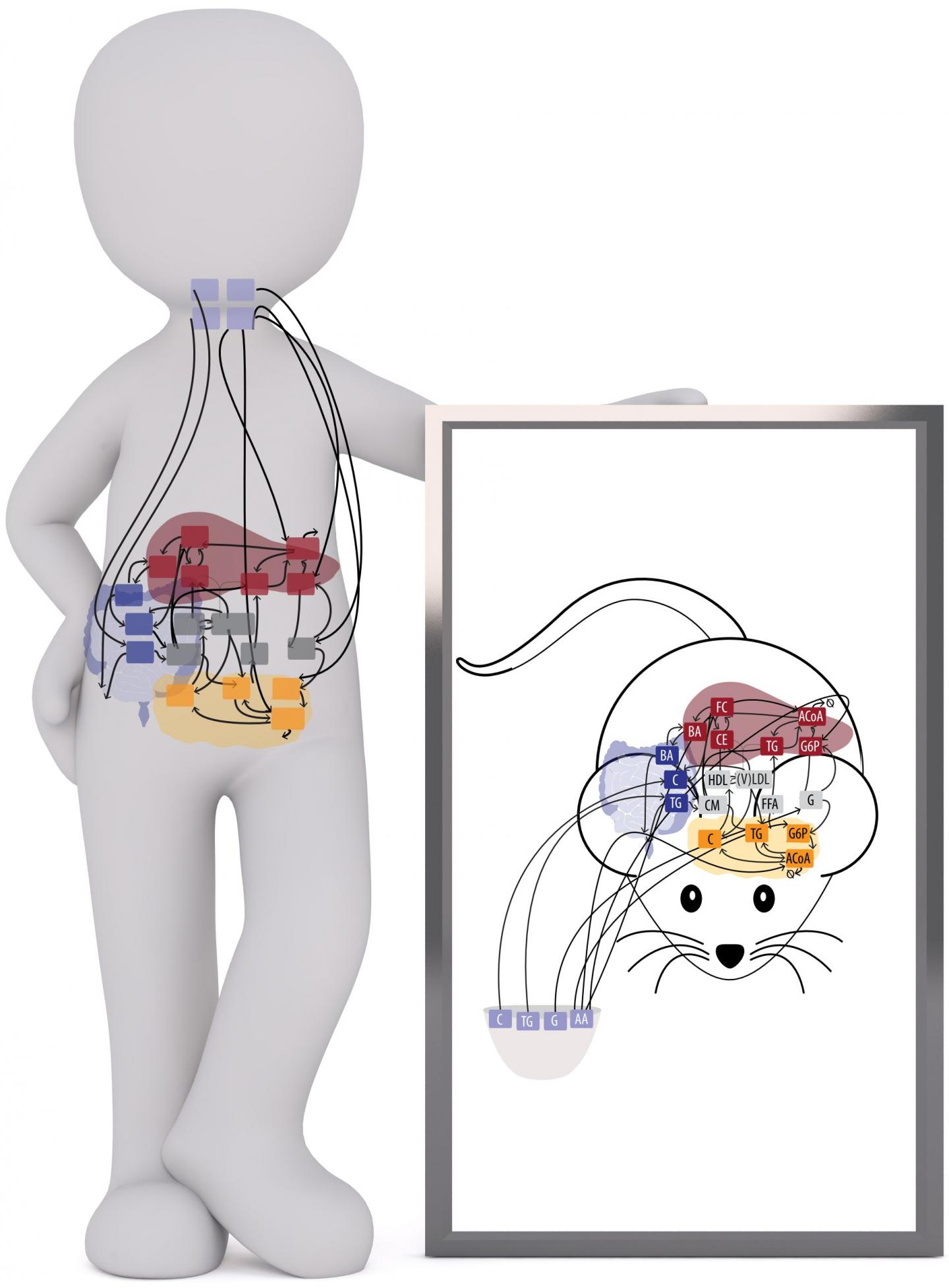 New Computational Tool Predicts Progression of Metabolic Syndrome in Mice