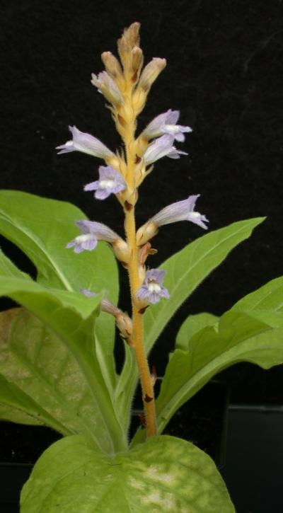<i>Orobanche mutelii</i>