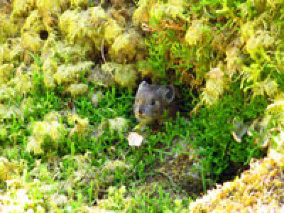 Pika Peering from Moss