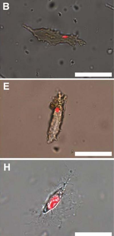 Looking for DNA in Preserved Dinosaur Osteocytes