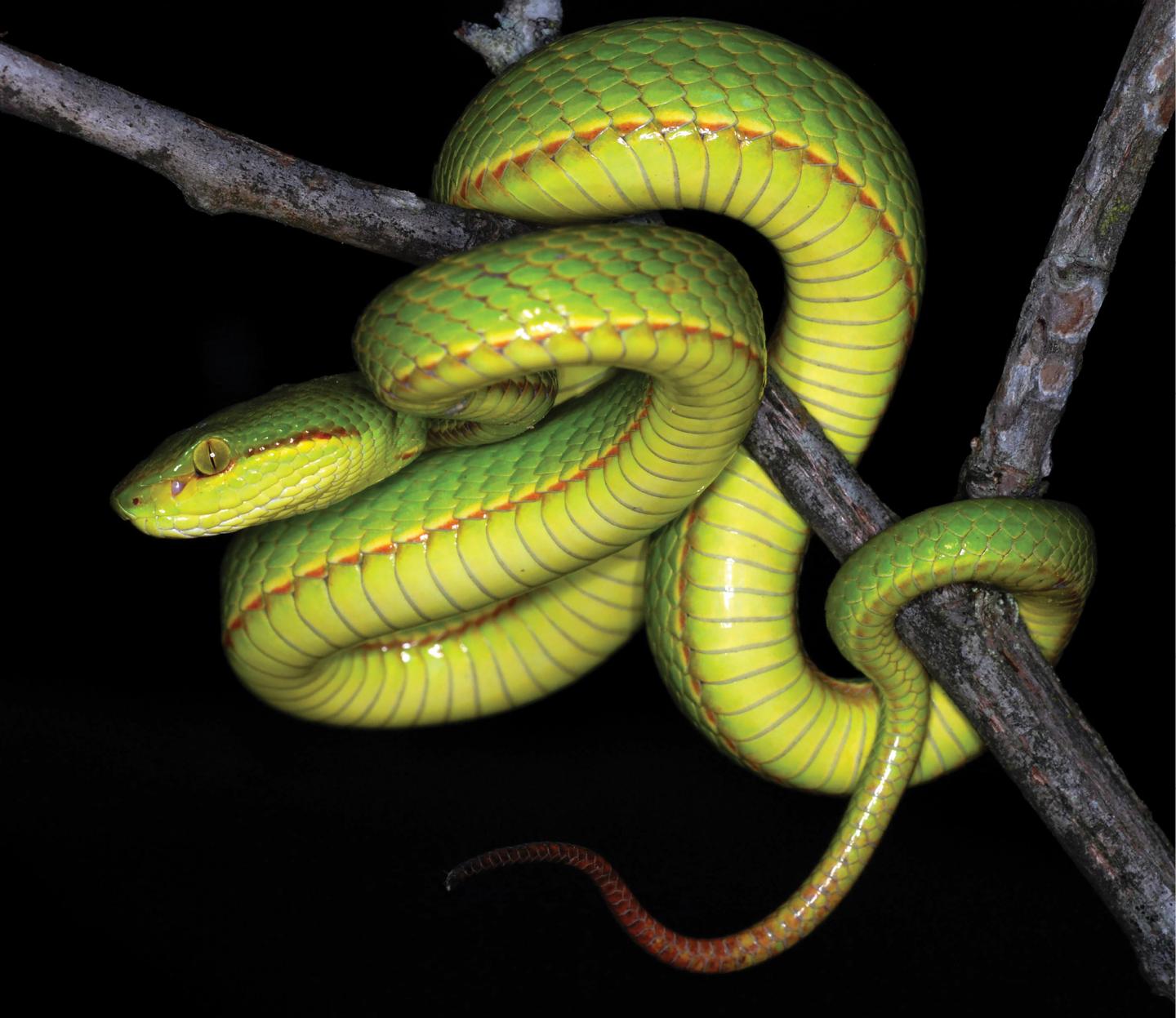 Trimeresurus salazar sp. nov. juvenile male from Pakke Tiger Reserve