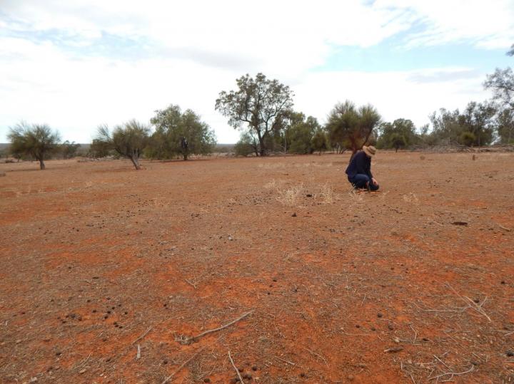 Open Grazing Area at Yathong Nature Reserve