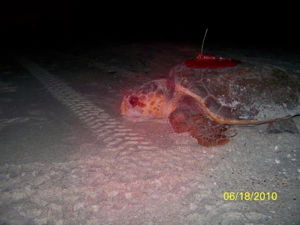 Sea turtle Eleanor