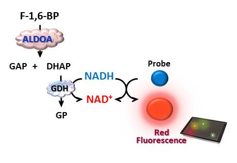 Schematic Illustration of Fluorescence-Based Aldolase Assay