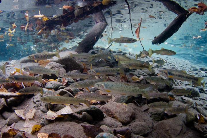 Westslope Cutthroat and Bull Trout
