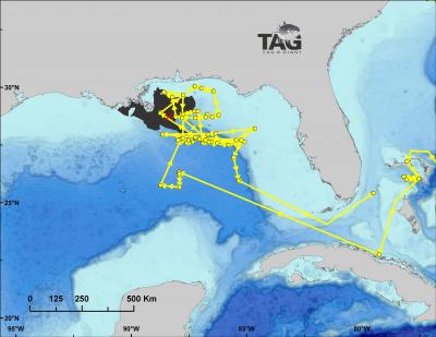 Bluefin Track Over Spill Area