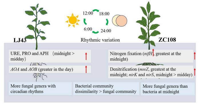 Schematic diagram of the role of the circadian clock of plants affecting the composition and ecological function of bacterial and fungal communities in the rhizosphere of 'Longjing43' (LJ43) and 'Zhongcha108'