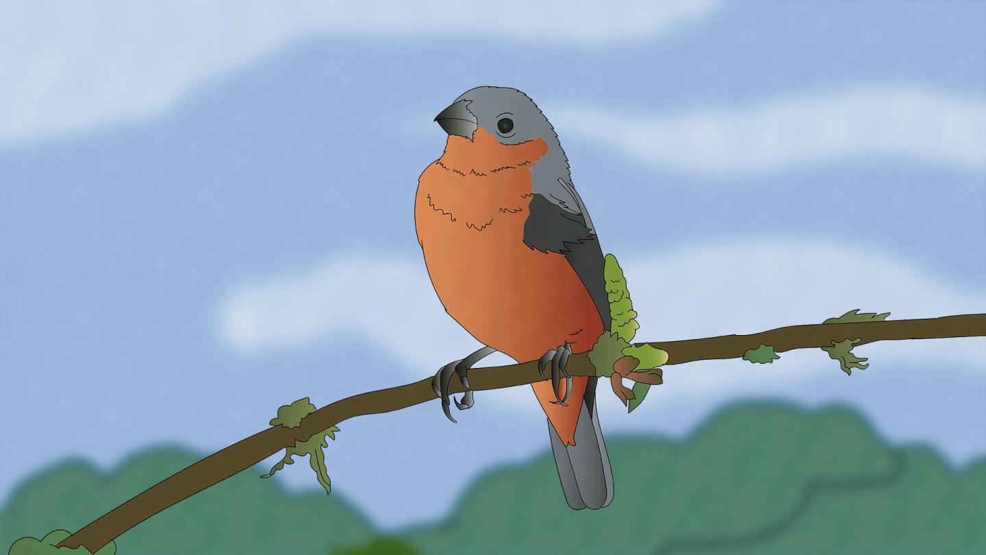 Capuchino seedeater illustration